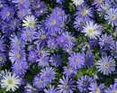 anemone-blanda-bleu