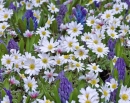 anemone-blanda-white-splendour