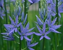 camassia-leichtlinii-blue-danube