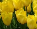 tulp-strong-gold