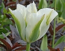tulp-spring-green
