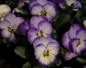 Mini viooltje